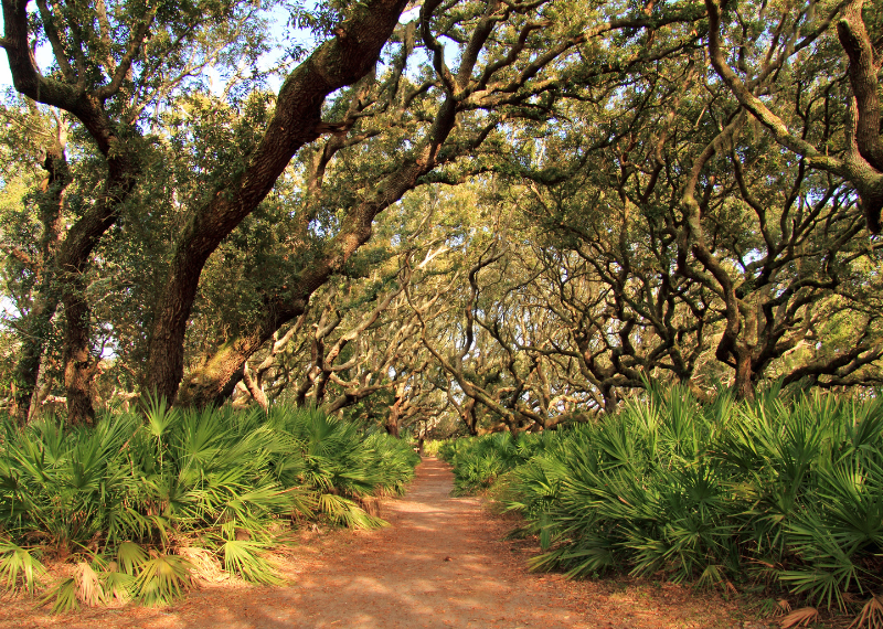 Cumberland Island National Seashore